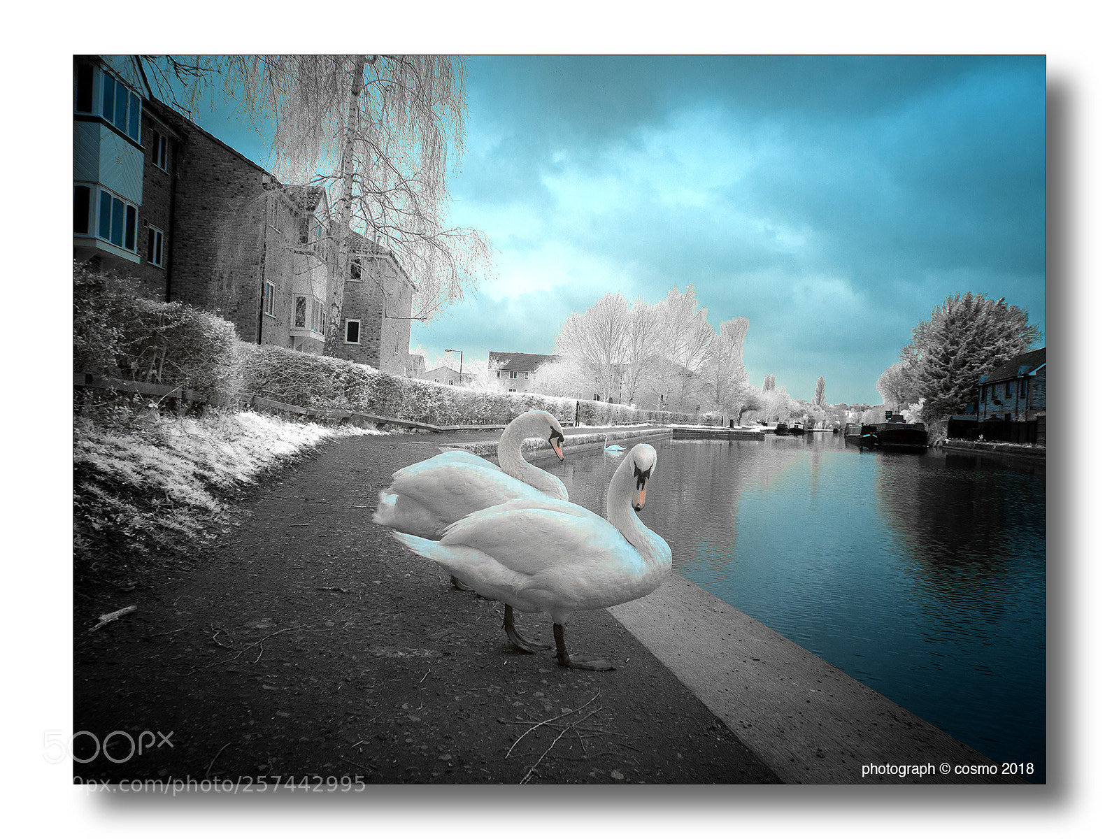 Panasonic Lumix DMC-GX8 sample photo. Swanning around on the photography