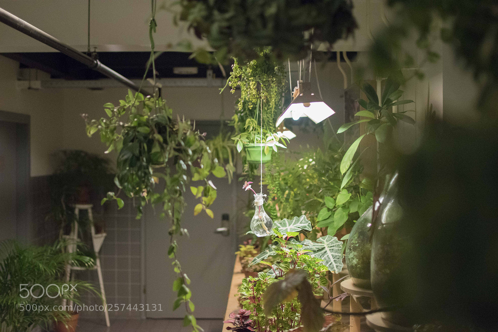 Nikon D5500 sample photo. Amsterdam photography