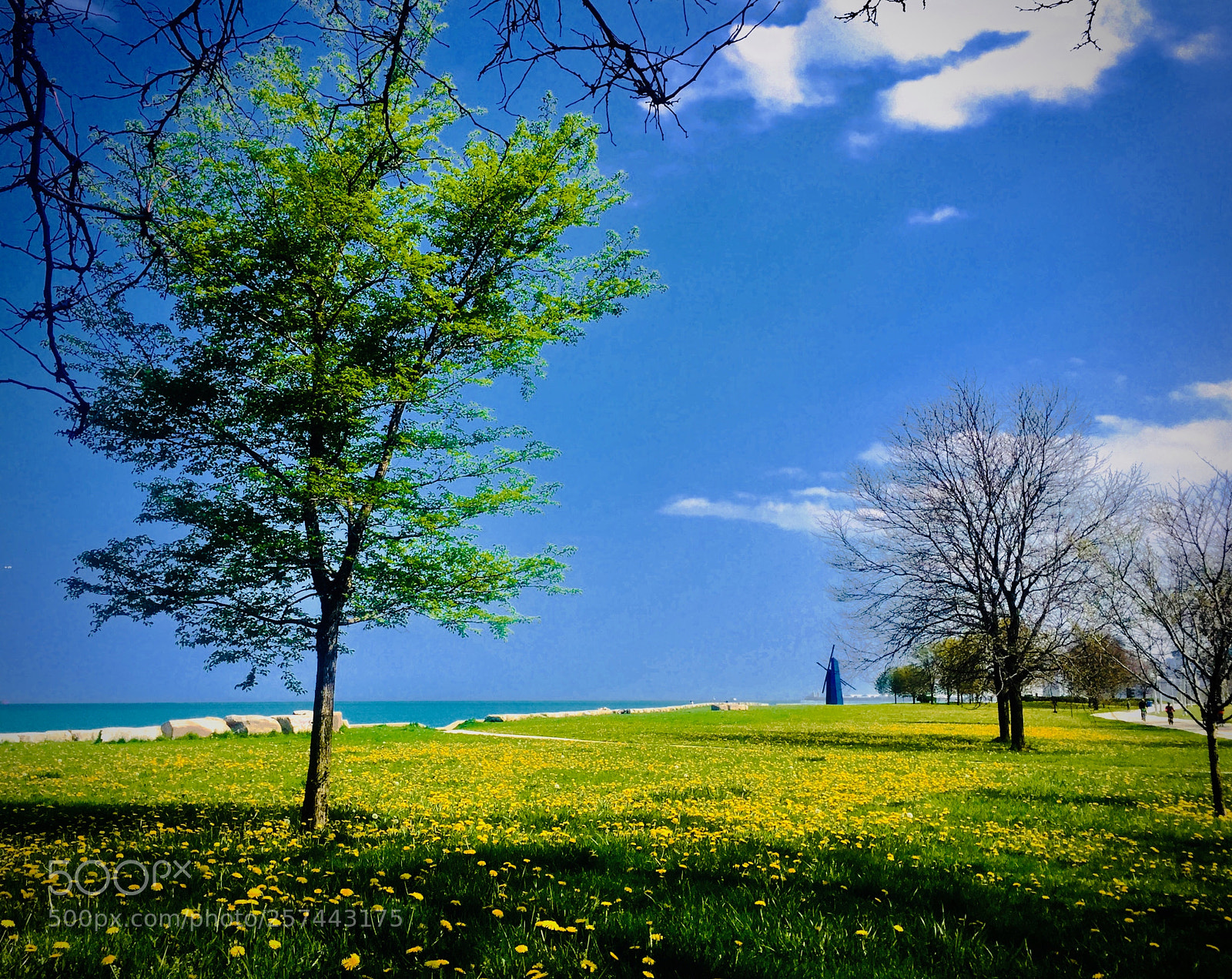 Apple iPhone 6 sample photo. Field of dandelions in photography