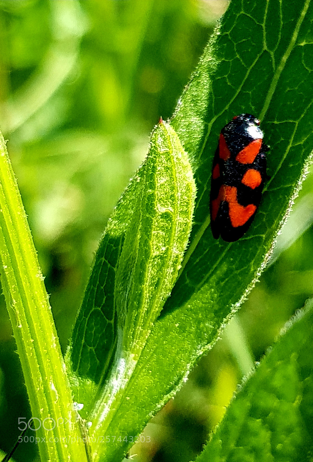 Samsung Galaxy S8 sample photo. Untitled photography