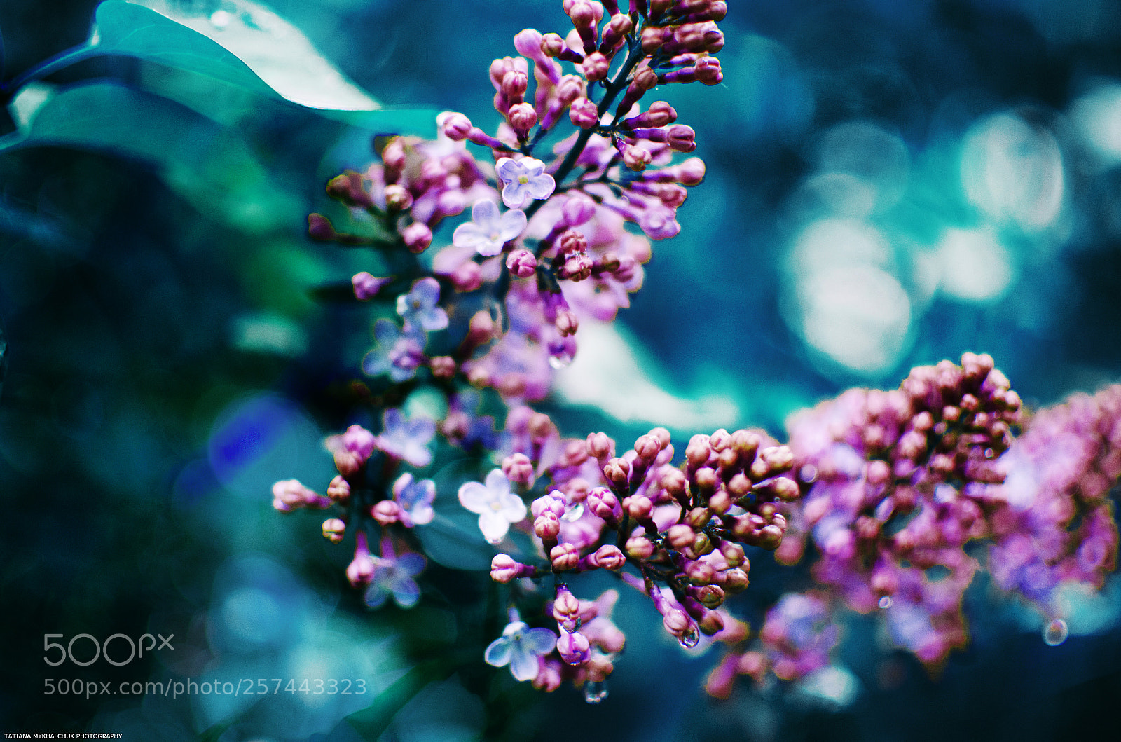 Nikon D5100 sample photo. Бузок photography