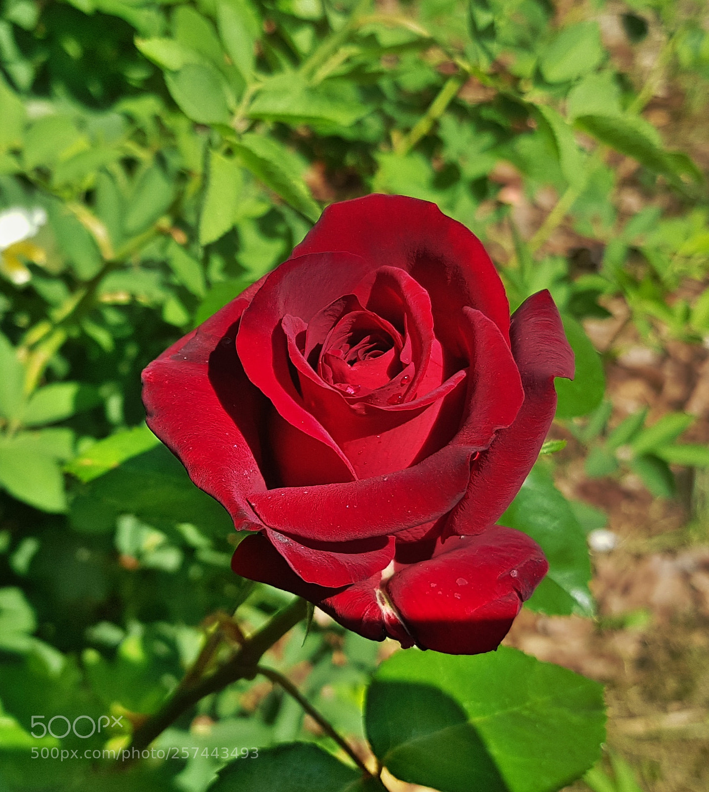 Samsung Galaxy S8 sample photo. Rózsa photography