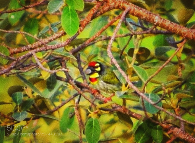 Nikon D3300 sample photo. Coppersmith barbet photography