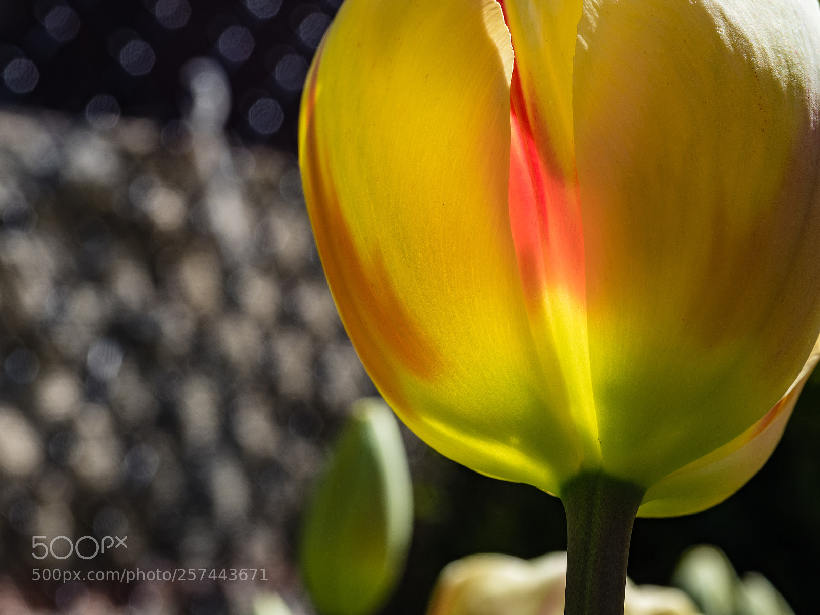 Olympus OM-D E-M1 Mark II sample photo. Mellow and yellow photography