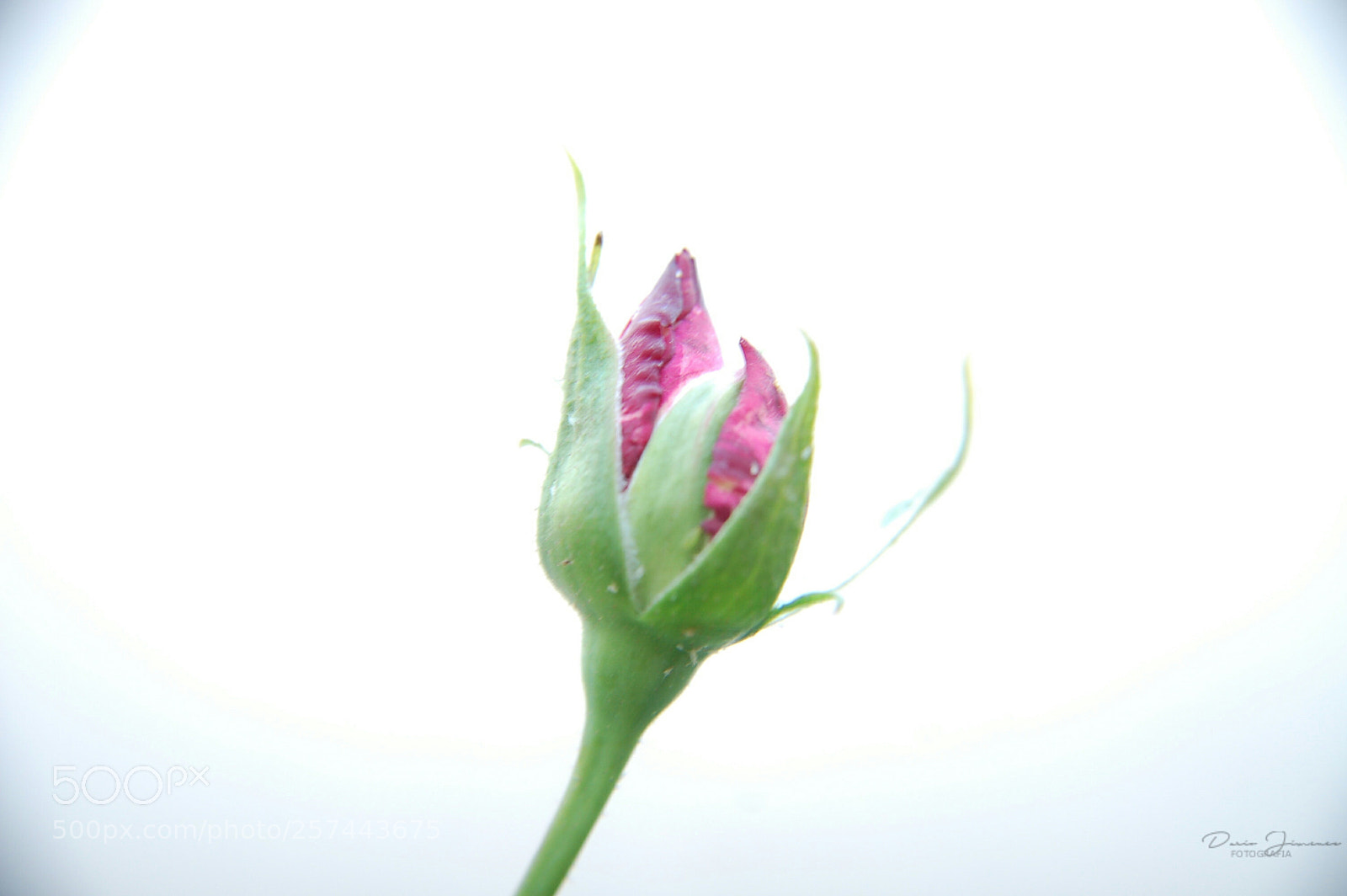 Nikon D50 sample photo. Una rosa photography