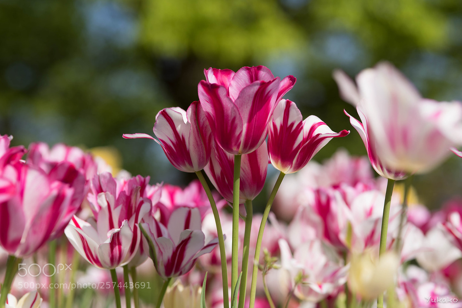 Nikon D750 sample photo. Tulipa cv. flaming club photography