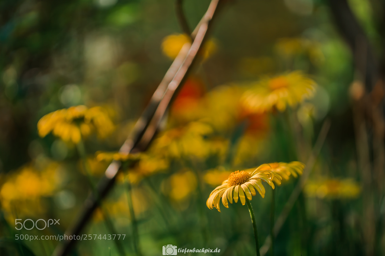 Sony a7R II sample photo. Yellow camomile photography