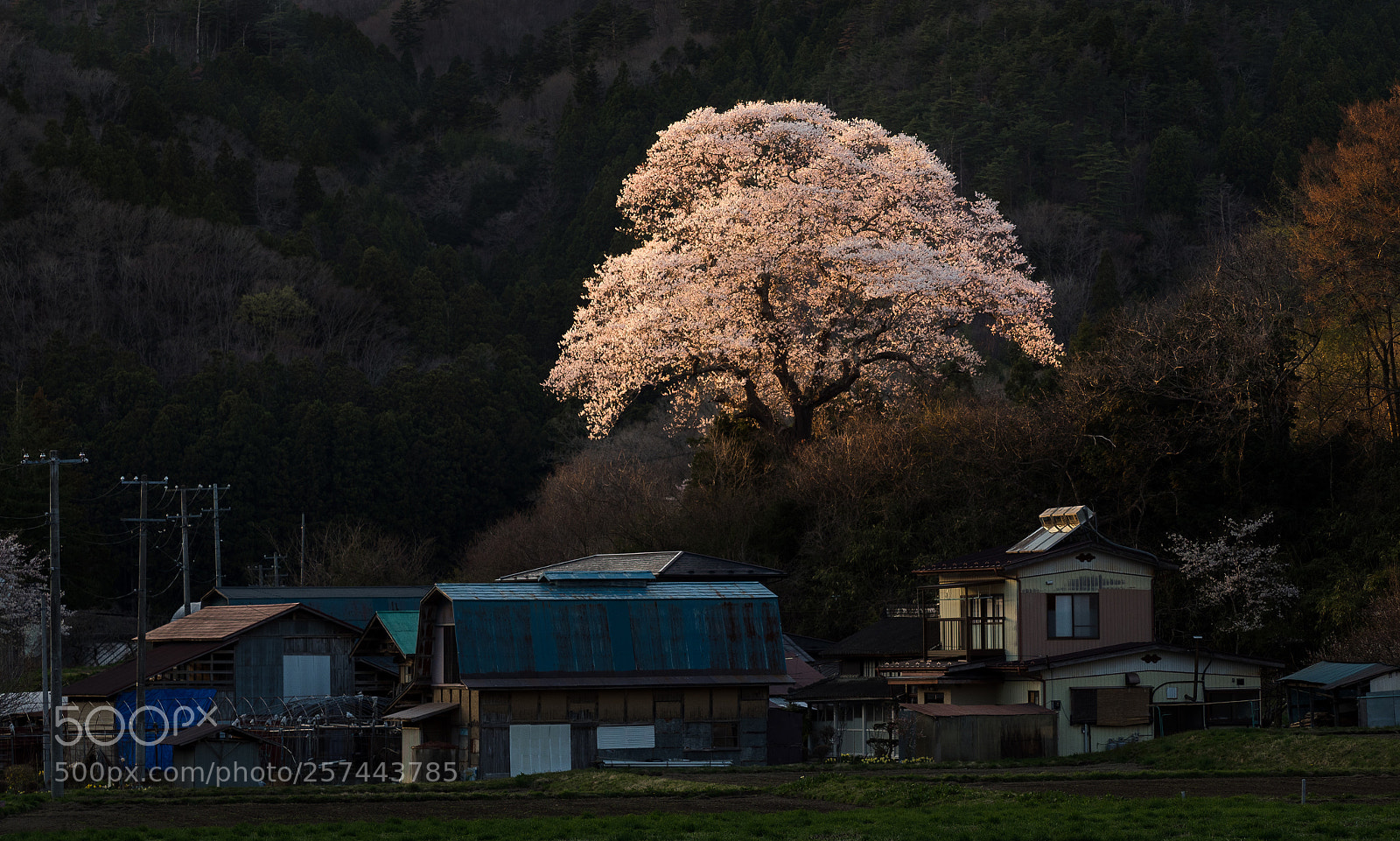 Olympus OM-D E-M1 Mark II sample photo. Cherry blossoms blooming in photography
