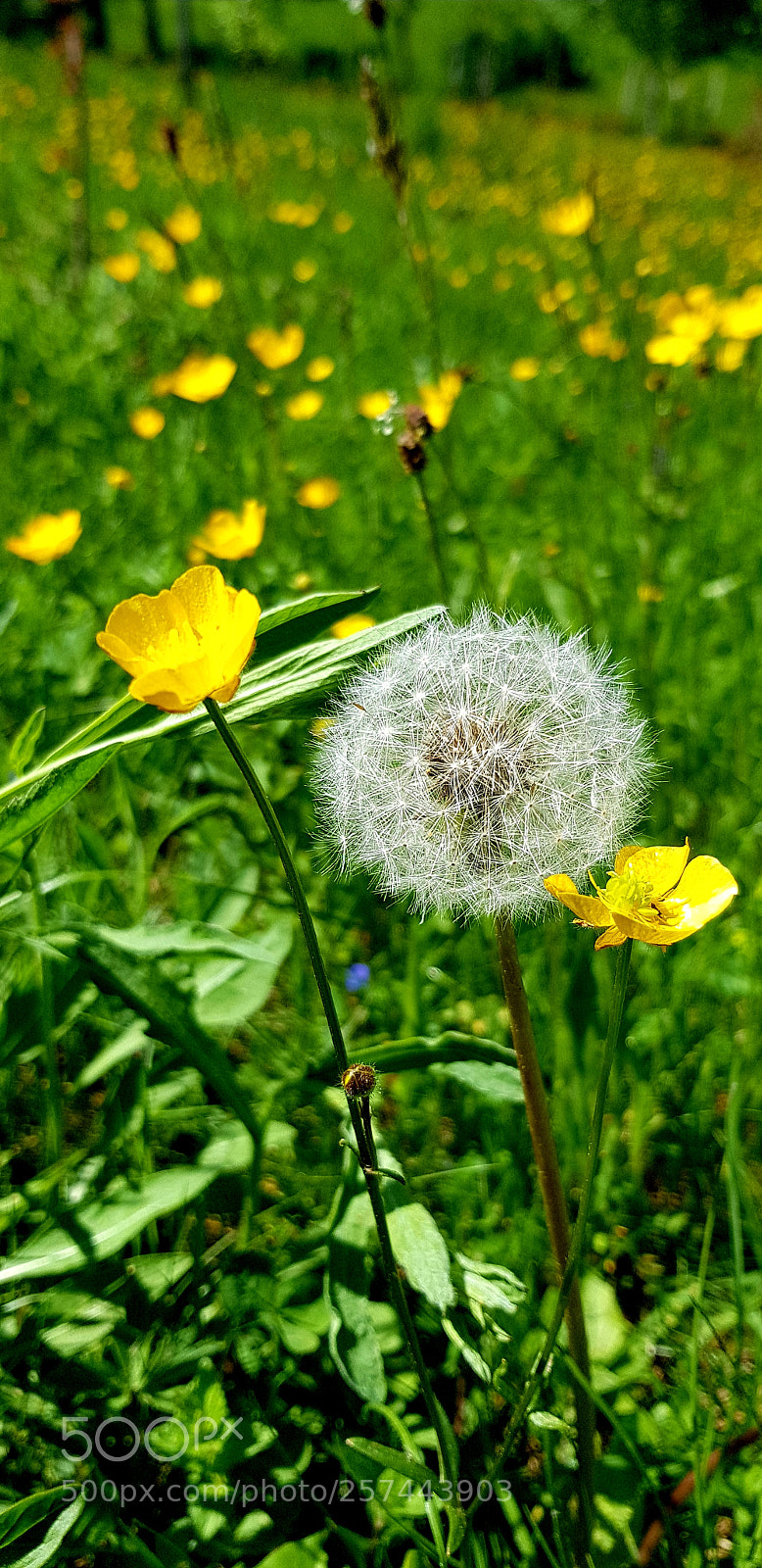 Samsung Galaxy S8 sample photo. Légèreté photography
