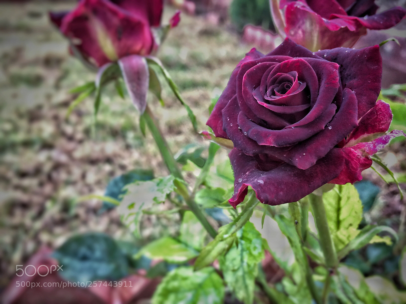 Apple iPhone 5s sample photo. Red rose  photography