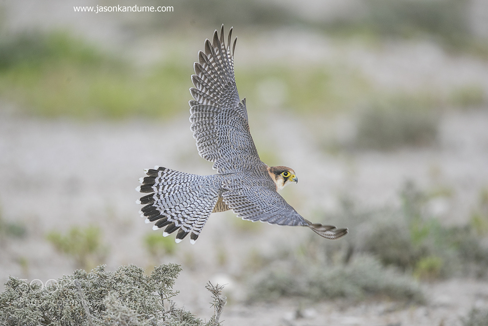 Canon EOS-1D X Mark II sample photo. Little sparrowhawk photography