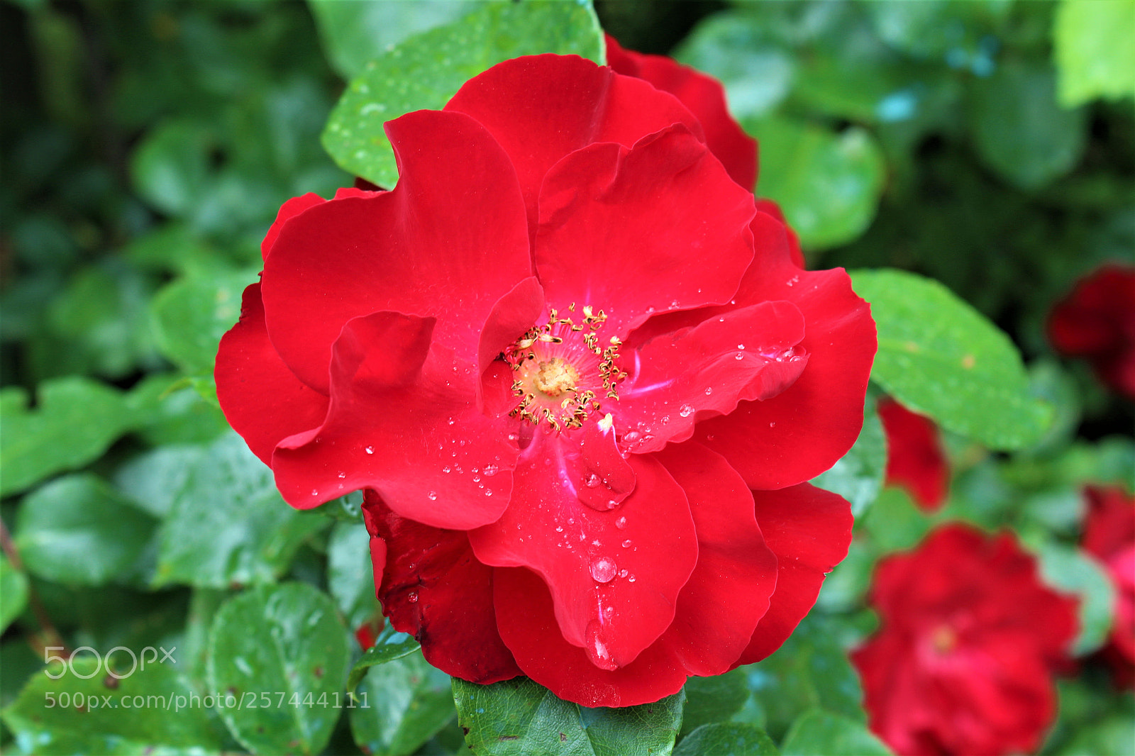 Canon EOS 1300D (EOS Rebel T6 / EOS Kiss X80) sample photo. After rain... photography