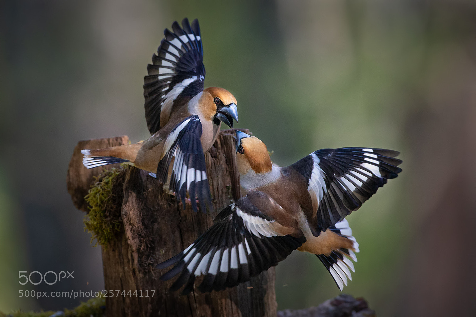 Canon EOS-1D X sample photo. Hawfinch fight photography