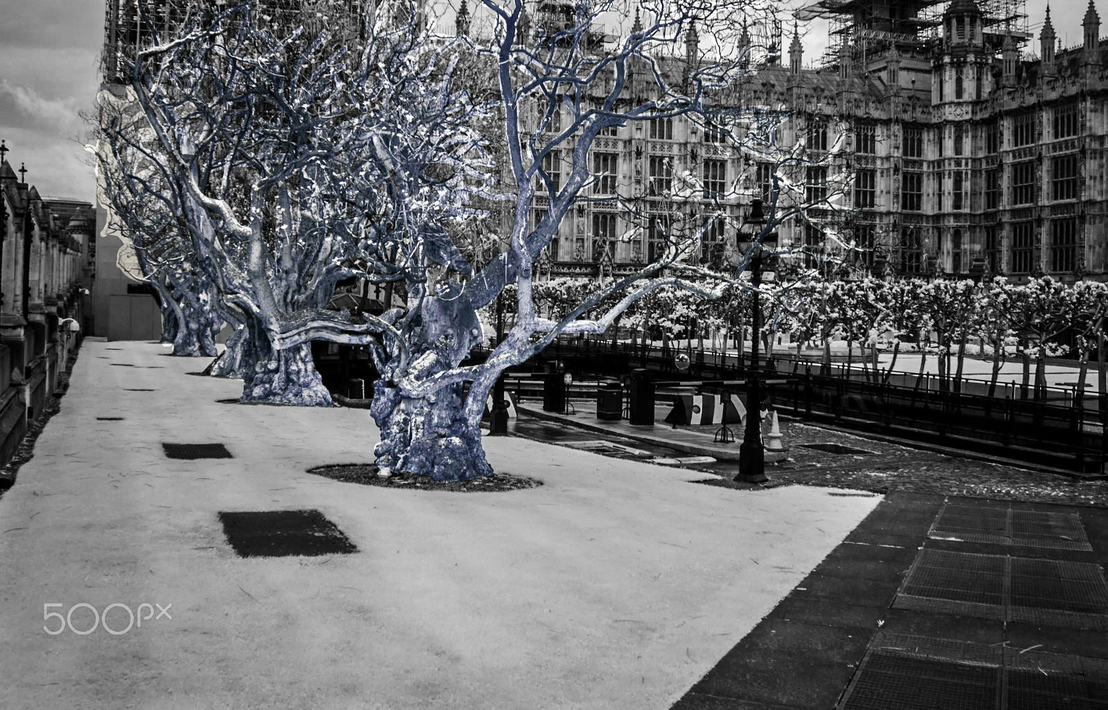 Canon EOS 500D (EOS Rebel T1i / EOS Kiss X3) sample photo. Wise trees of the westminster parliament photography