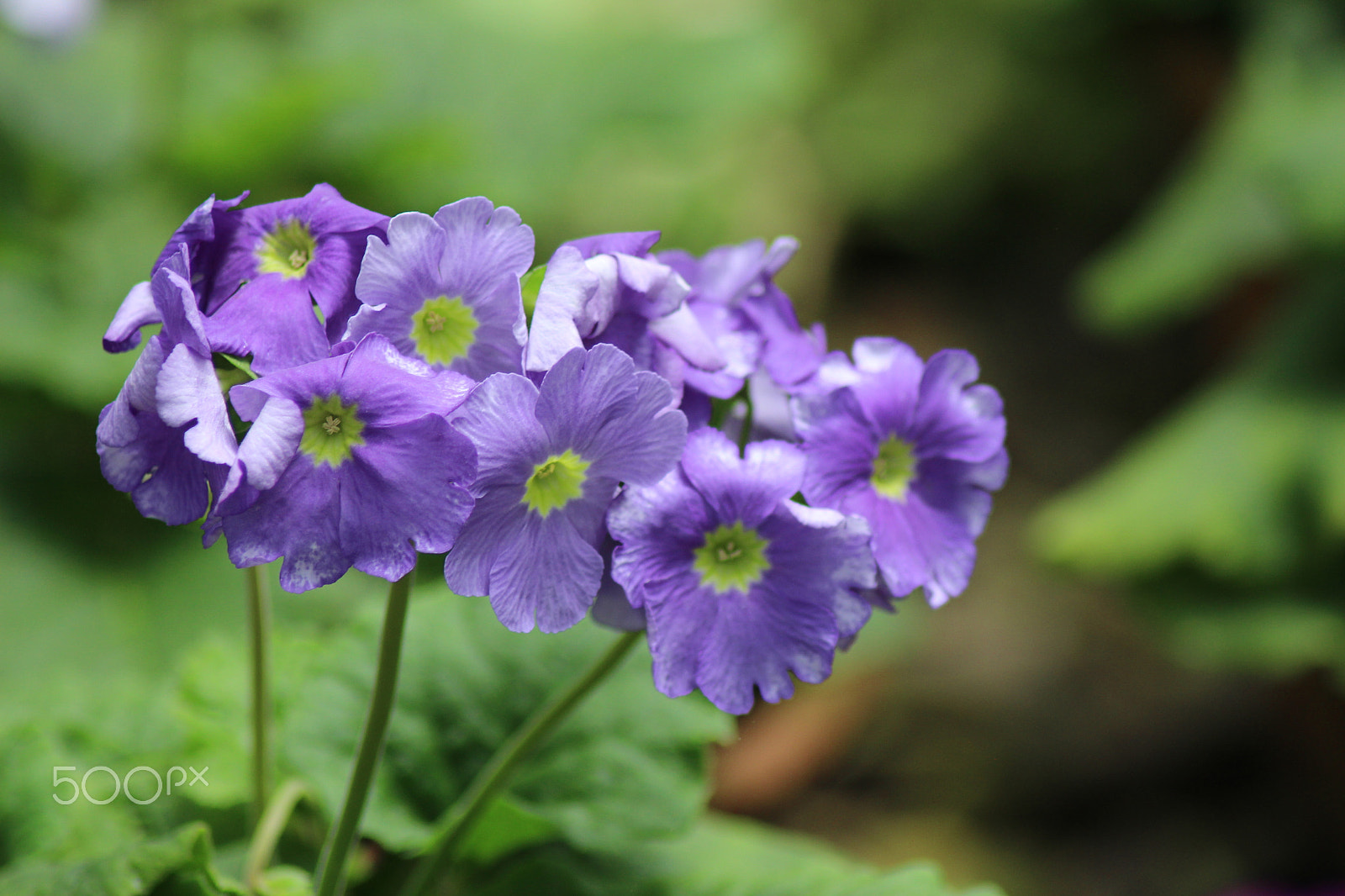 Canon EOS 700D (EOS Rebel T5i / EOS Kiss X7i) sample photo. Img photography