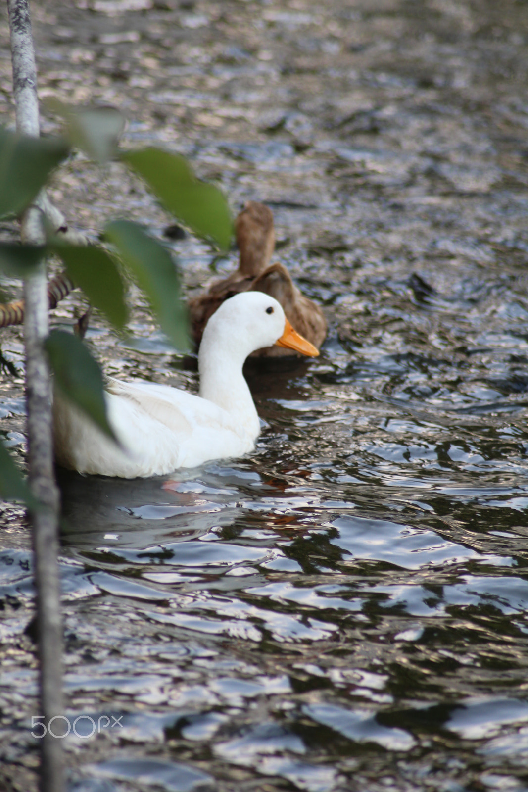 Canon EOS 700D (EOS Rebel T5i / EOS Kiss X7i) sample photo. Img photography