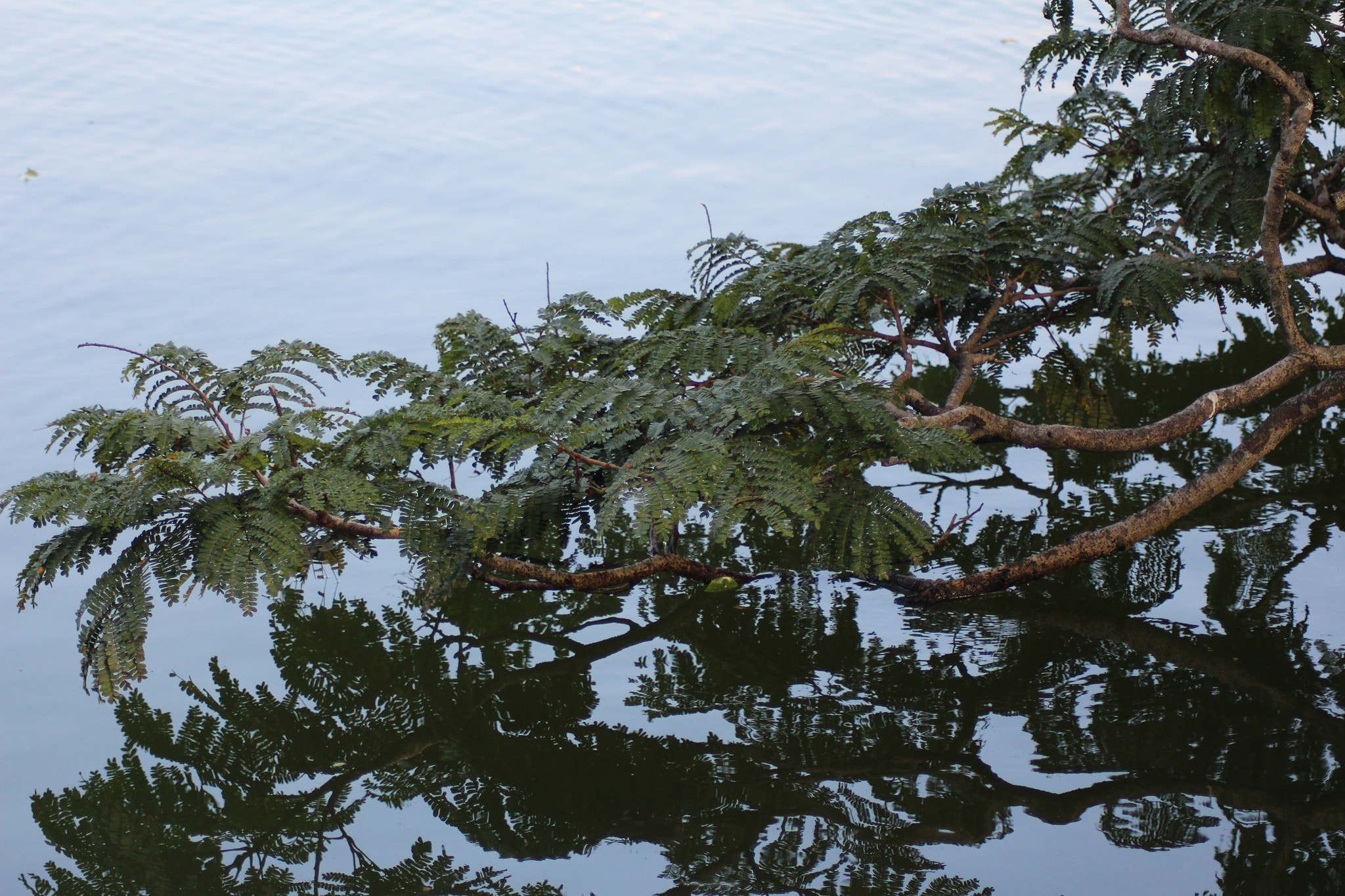 Canon EOS 700D (EOS Rebel T5i / EOS Kiss X7i) sample photo. Img photography