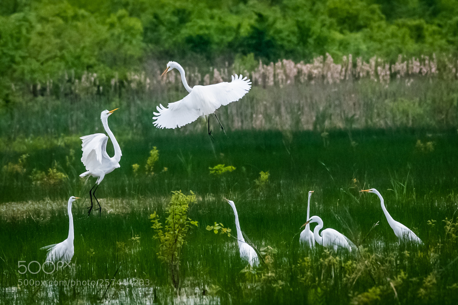 Nikon D850 sample photo. The meeting photography
