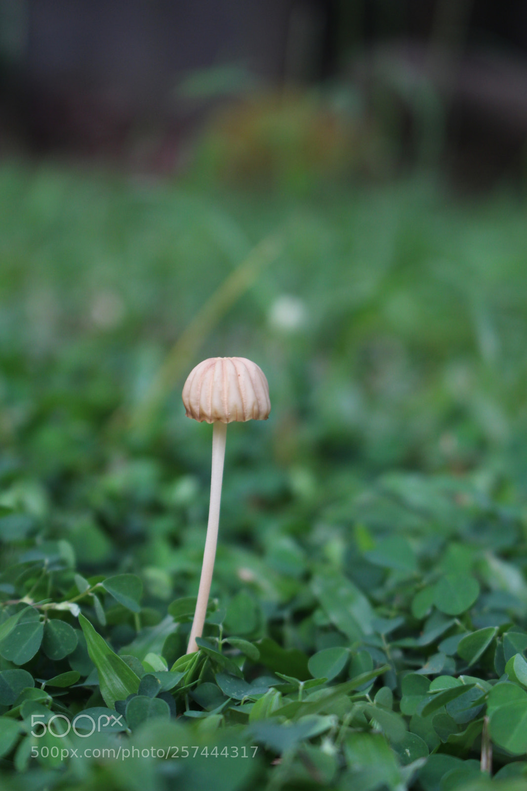 Canon EOS 700D (EOS Rebel T5i / EOS Kiss X7i) sample photo. Img photography