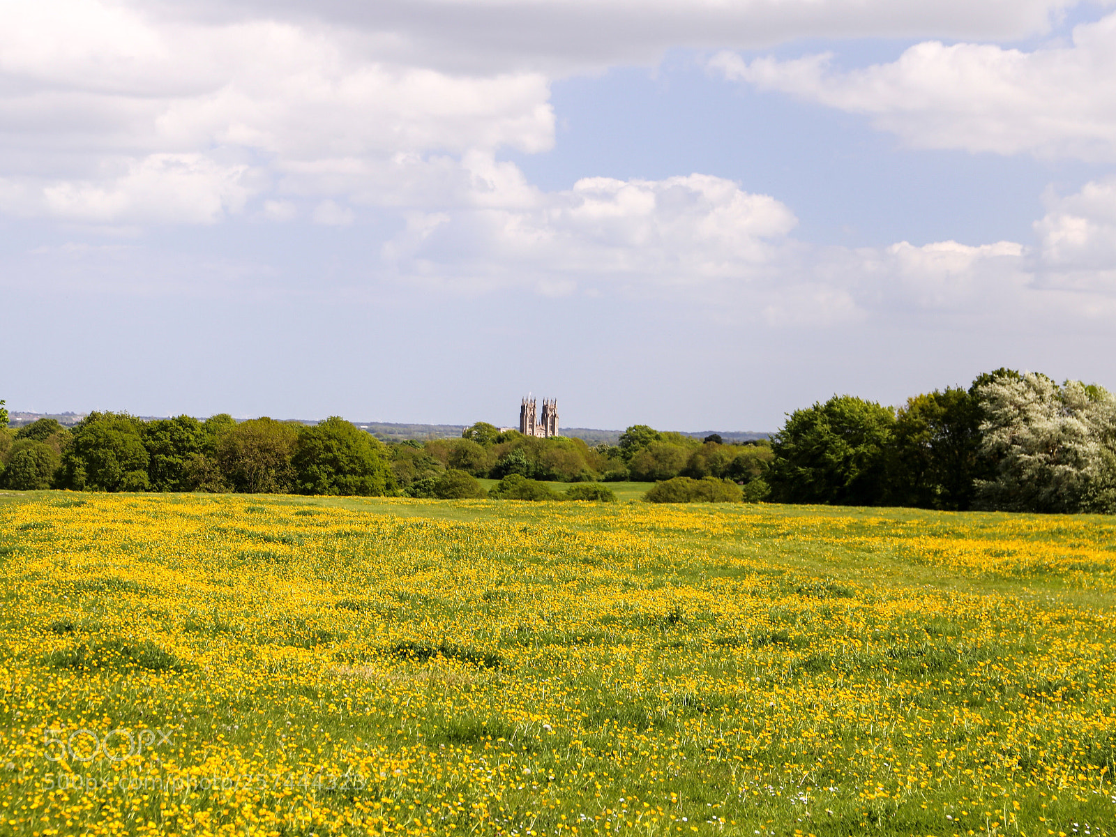 Canon EOS 6D sample photo. Buttercups and daisies photography