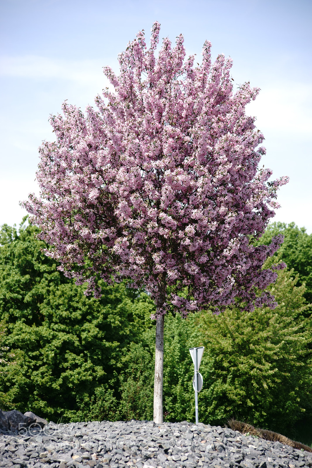 Sony a7 II sample photo. Pink flowering ornamental tree photography