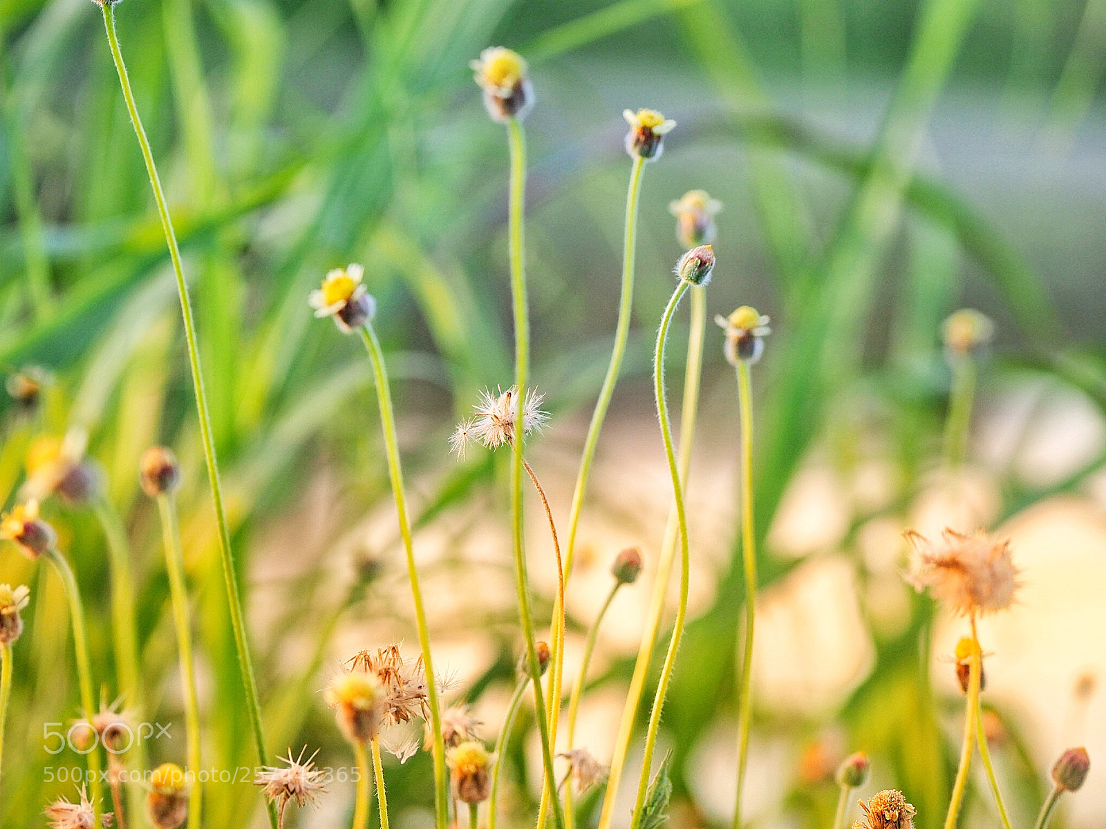 Olympus OM-D E-M1 Mark II sample photo. Look closer photography