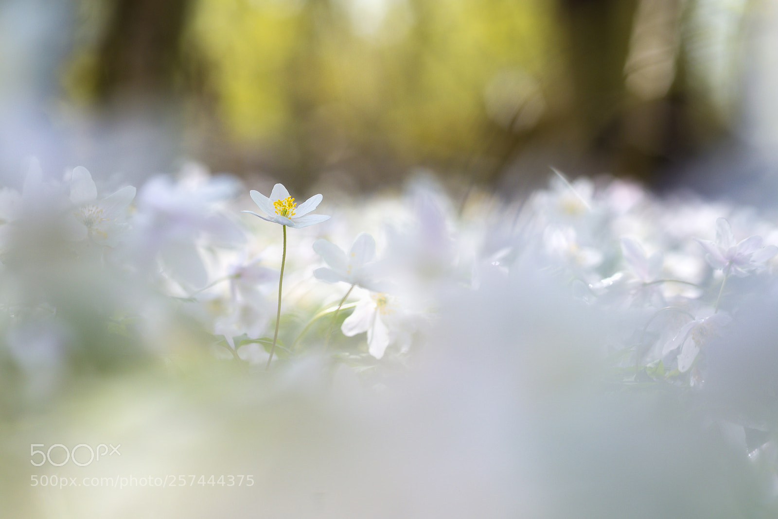 Nikon D800 sample photo. Beautiful spring photography