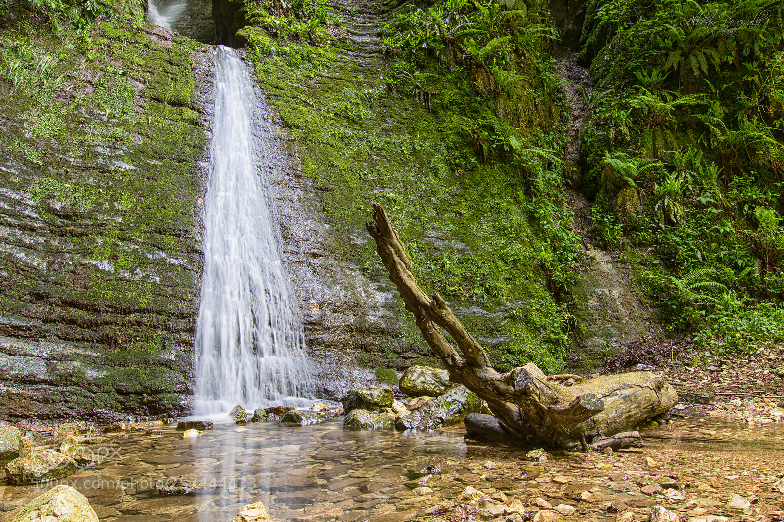 Canon EOS 750D (EOS Rebel T6i / EOS Kiss X8i) sample photo. Thirsty wood photography