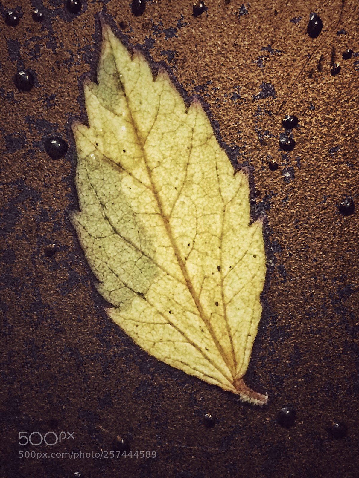 Apple iPhone 5s sample photo. Golden leaf  photography
