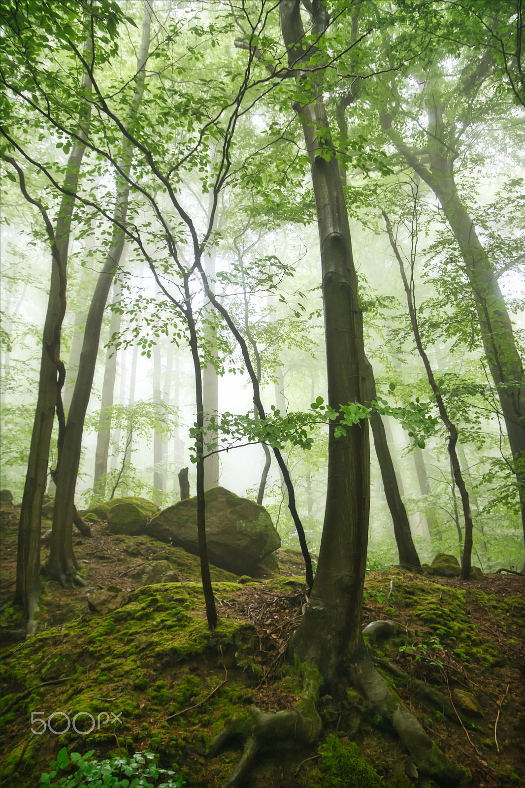Nikon D7100 sample photo. Foggy tree photography