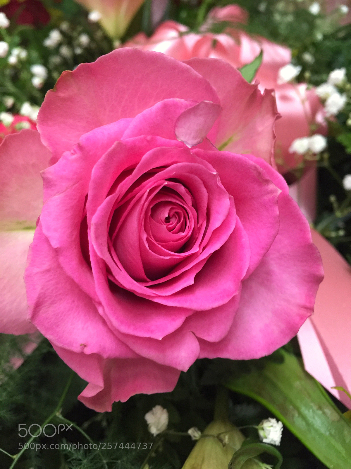 Apple iPhone 6 Plus sample photo. Today’s flower ?  photography