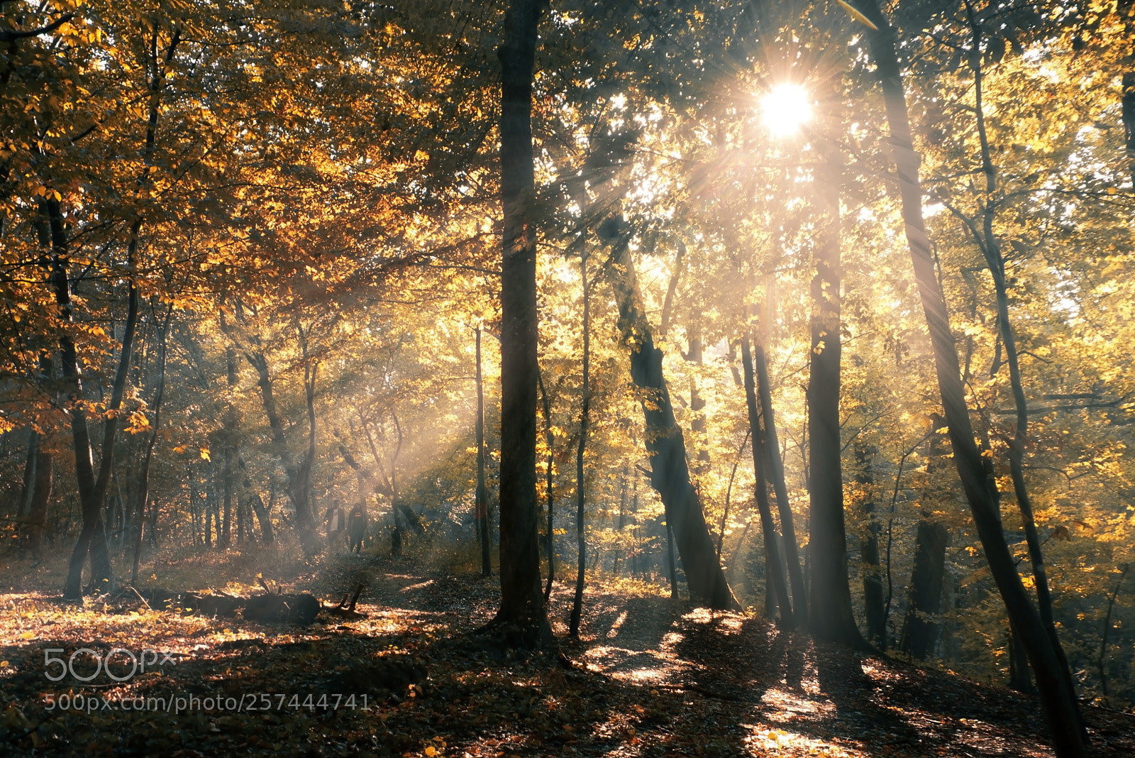 Nikon D7200 sample photo. Golden forest photography