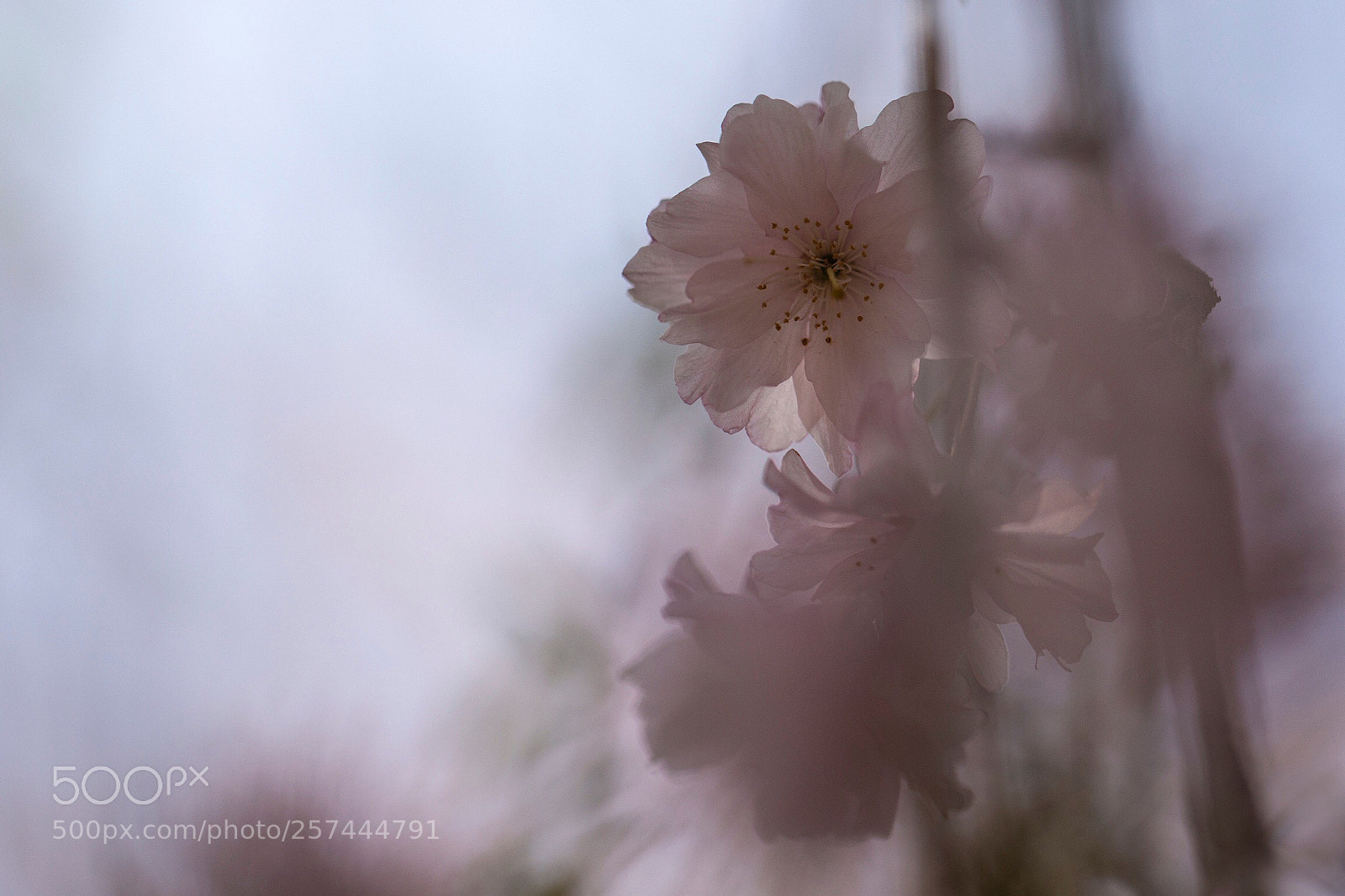 Canon EOS 6D sample photo. Cherry blossom photography