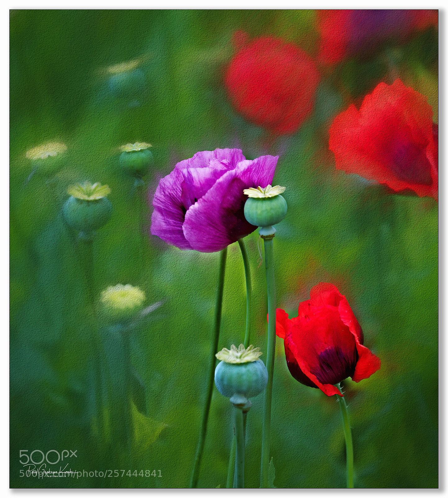 Fujifilm X-T2 sample photo. Poppy digital art .... photography