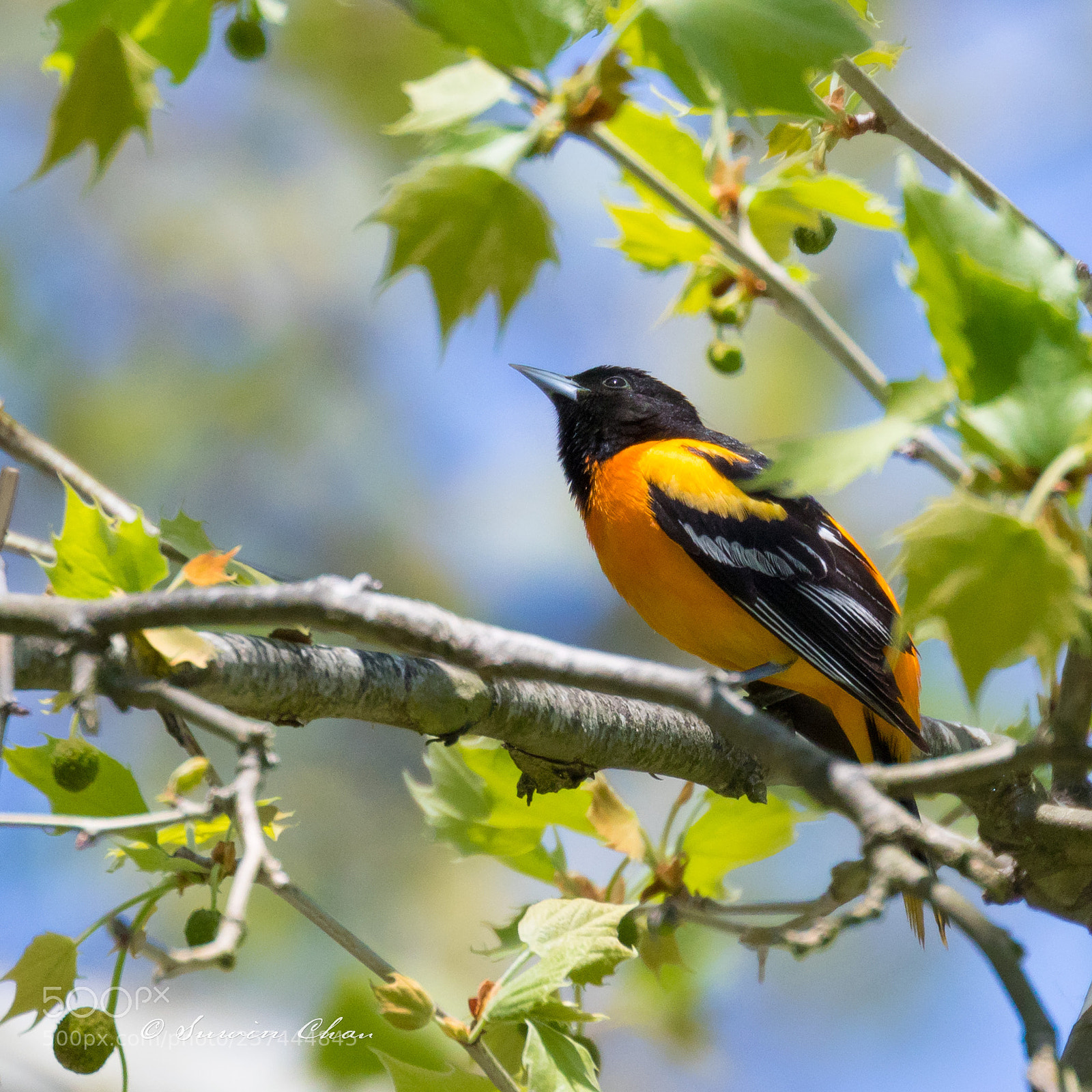 Canon EOS 7D Mark II sample photo. Baltimore oriole photography