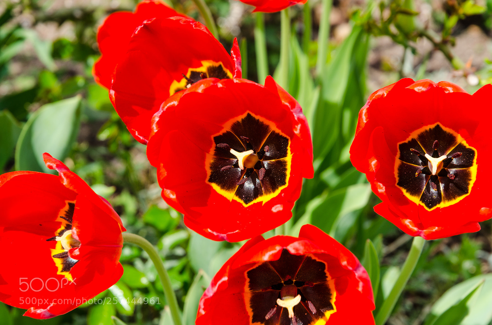 Nikon D5100 sample photo. 379 photography