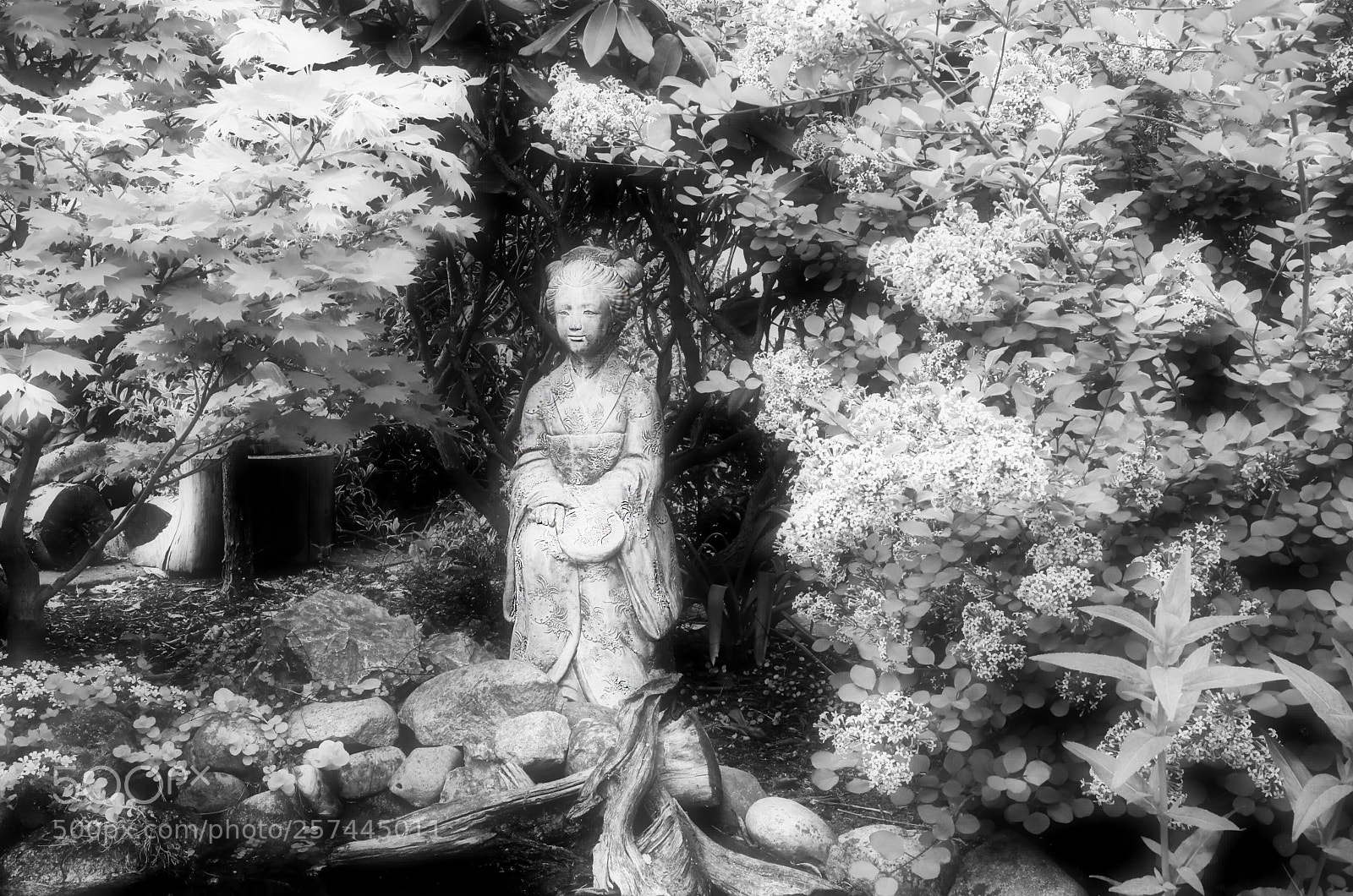 Canon EOS 5D Mark IV sample photo. Black&white photography