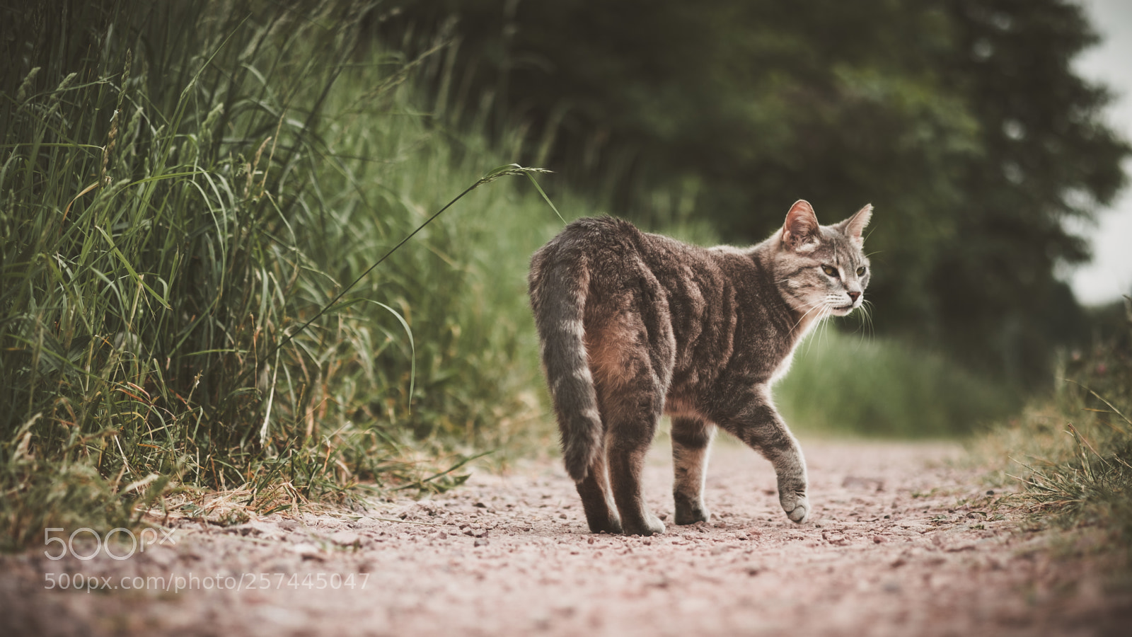 Fujifilm X-H1 sample photo. Come with me photography