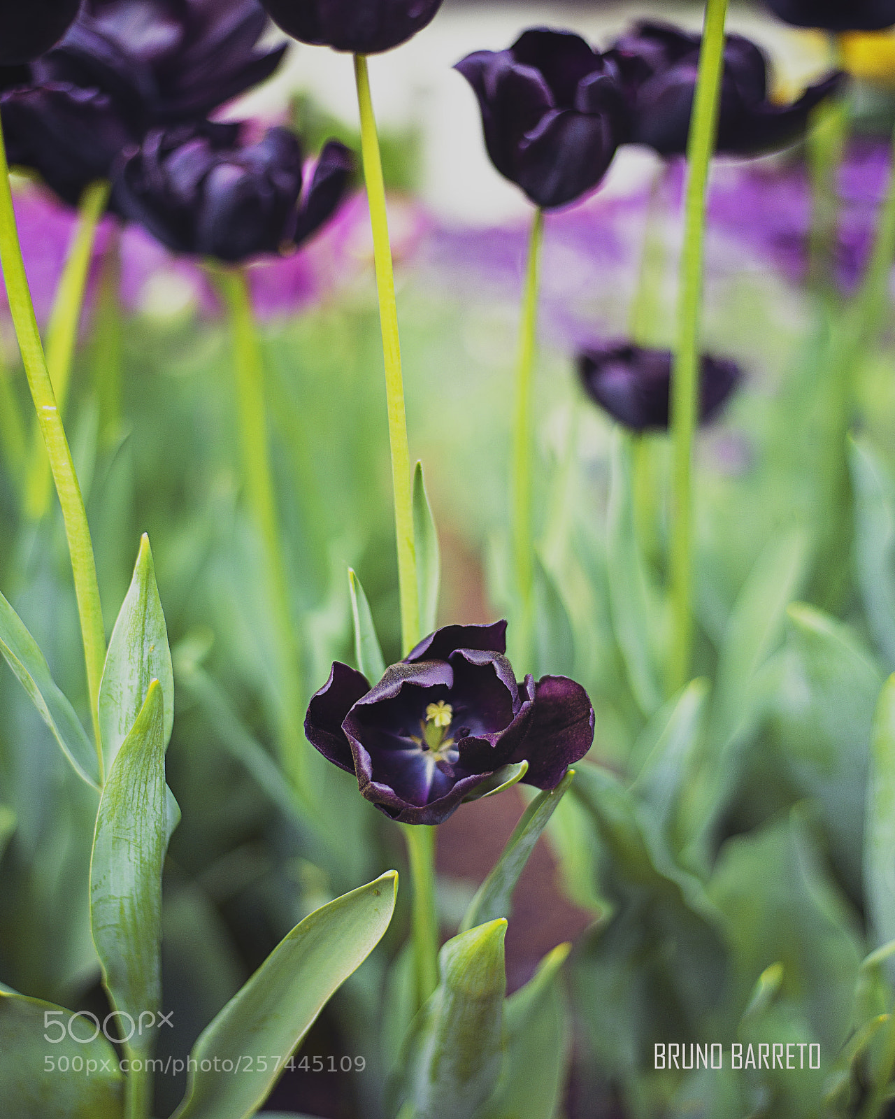 Nikon D600 sample photo. Black tulip photography