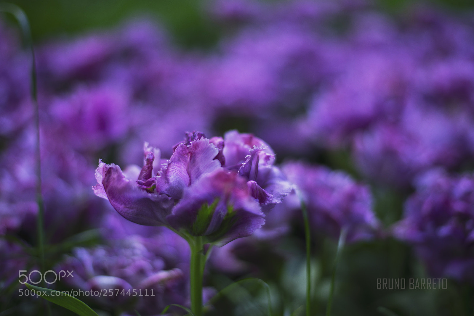 Nikon D600 sample photo. 50 shades os purple photography