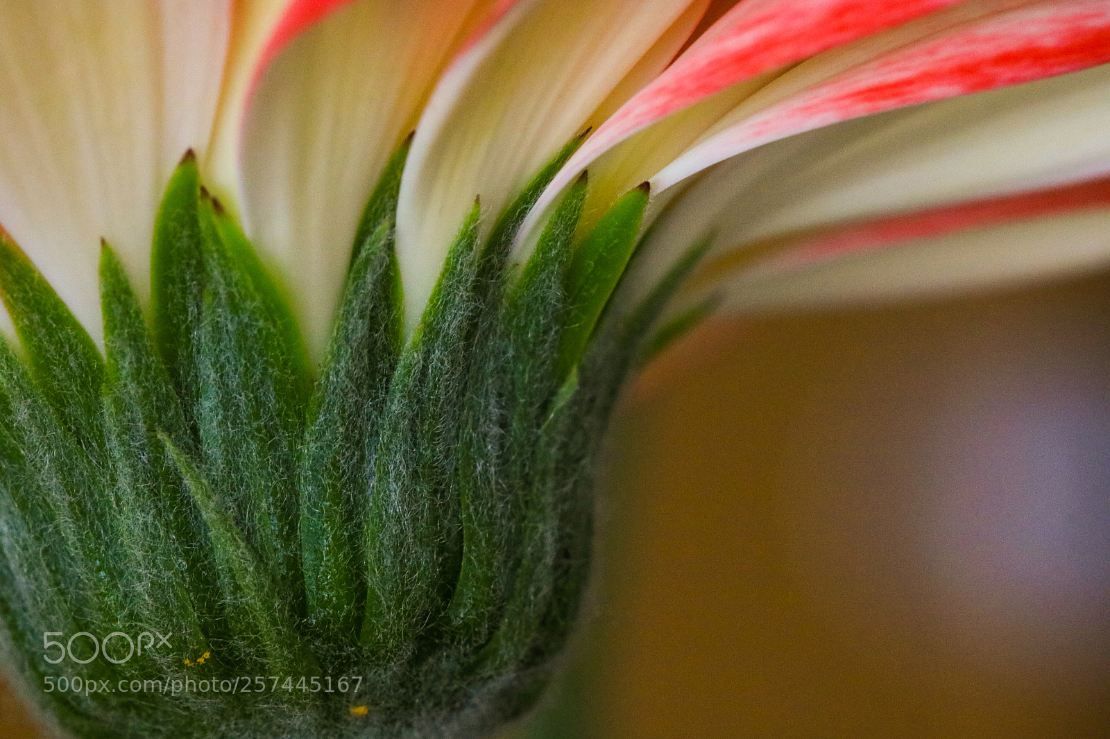 Canon EOS 750D (EOS Rebel T6i / EOS Kiss X8i) sample photo. Gerbera close up photography