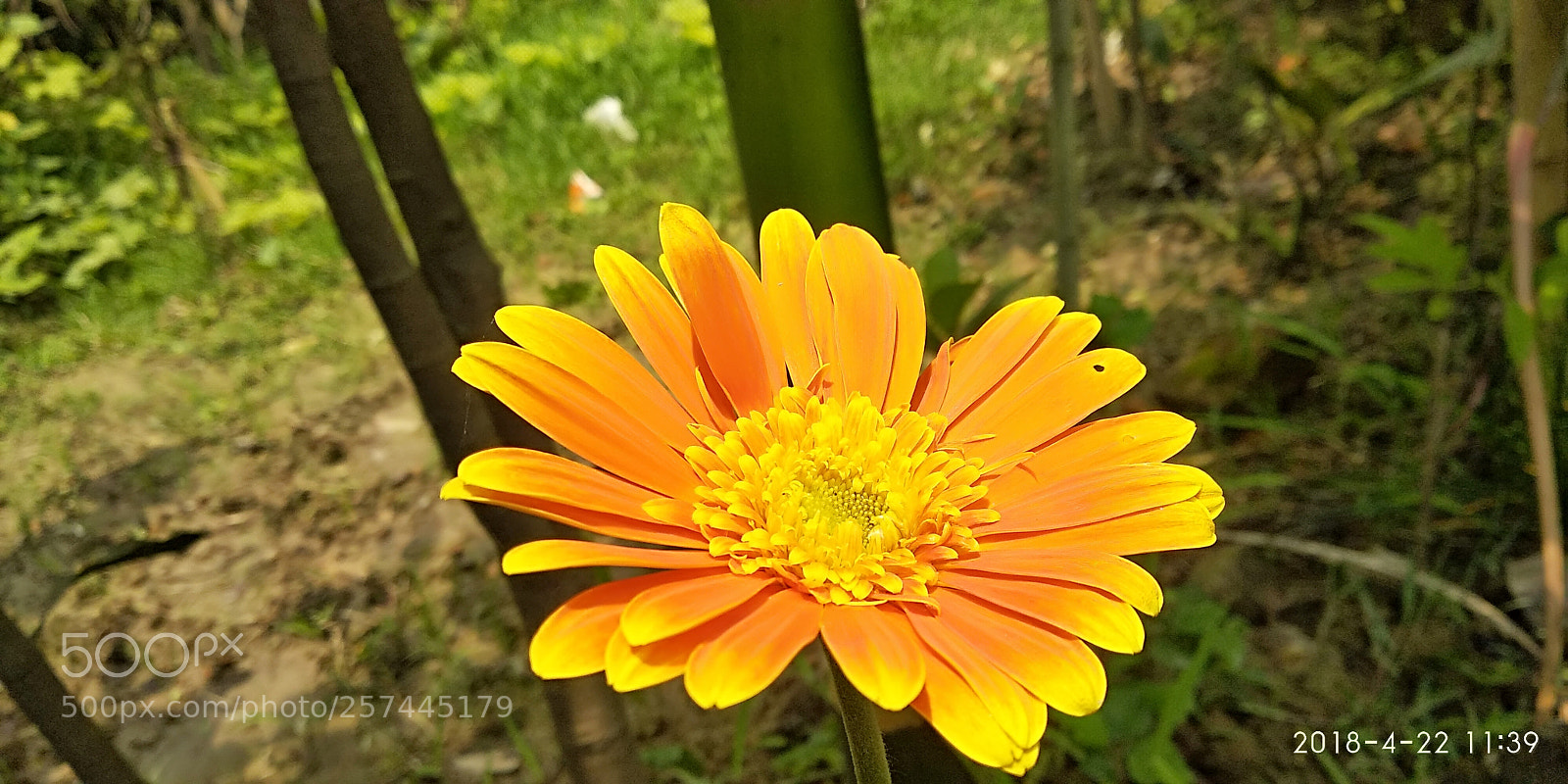 Xiaomi Redmi Note 5 sample photo. A flower photography