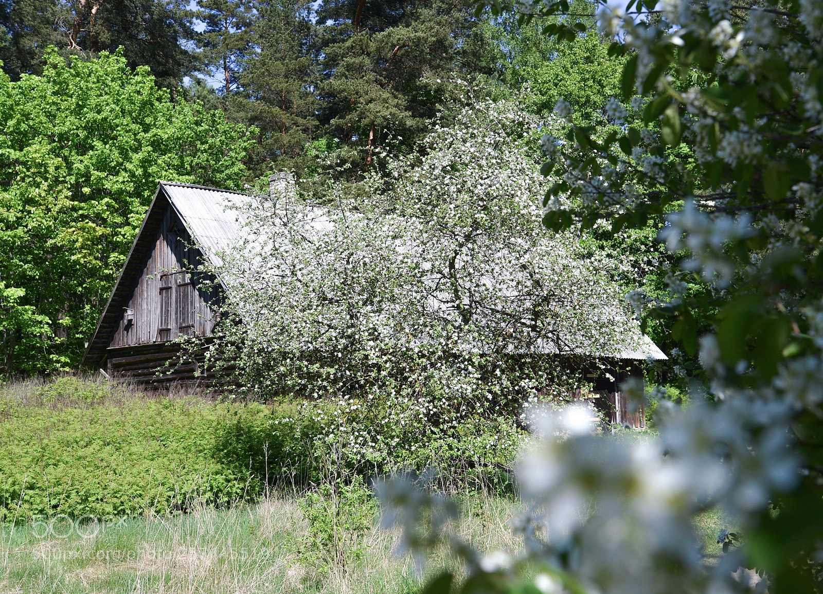 Nikon D600 sample photo. Springtime photography