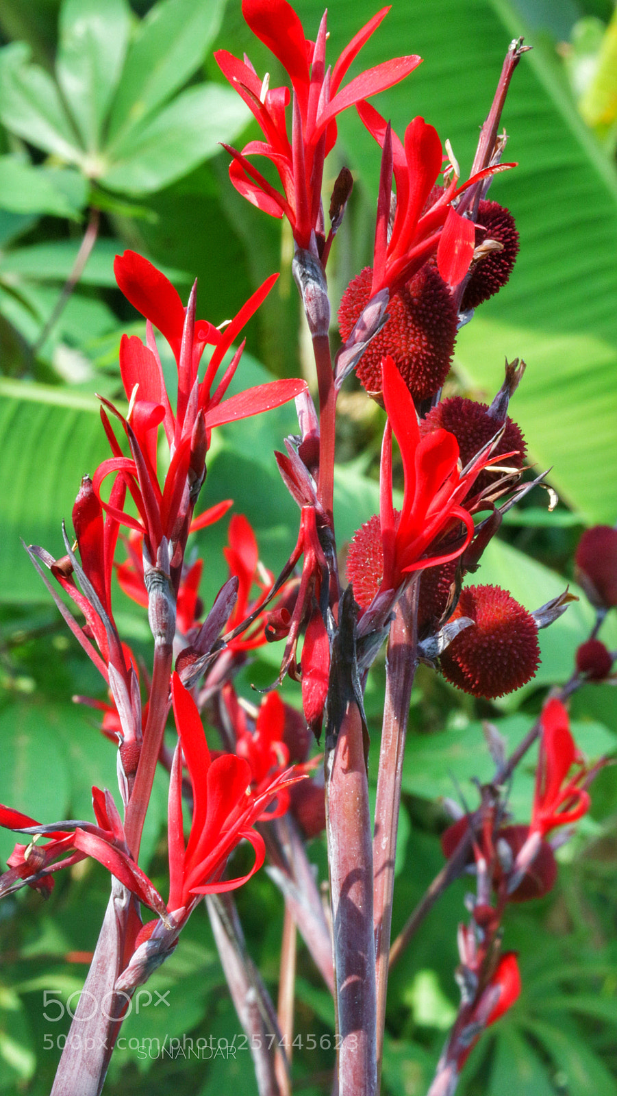 Canon EOS M10 sample photo. Red egg ii photography