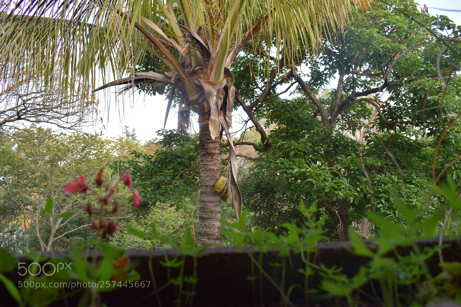 Nikon D3300 sample photo. Dsc photography