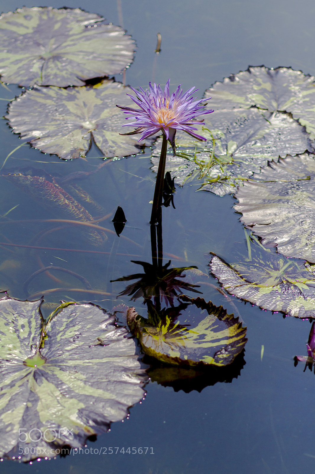 Canon EOS 50D sample photo. Reflection pond photography