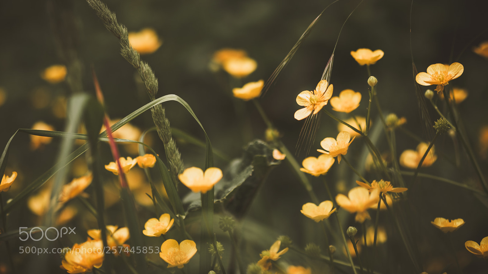 Fujifilm X-H1 sample photo. The glow in the photography