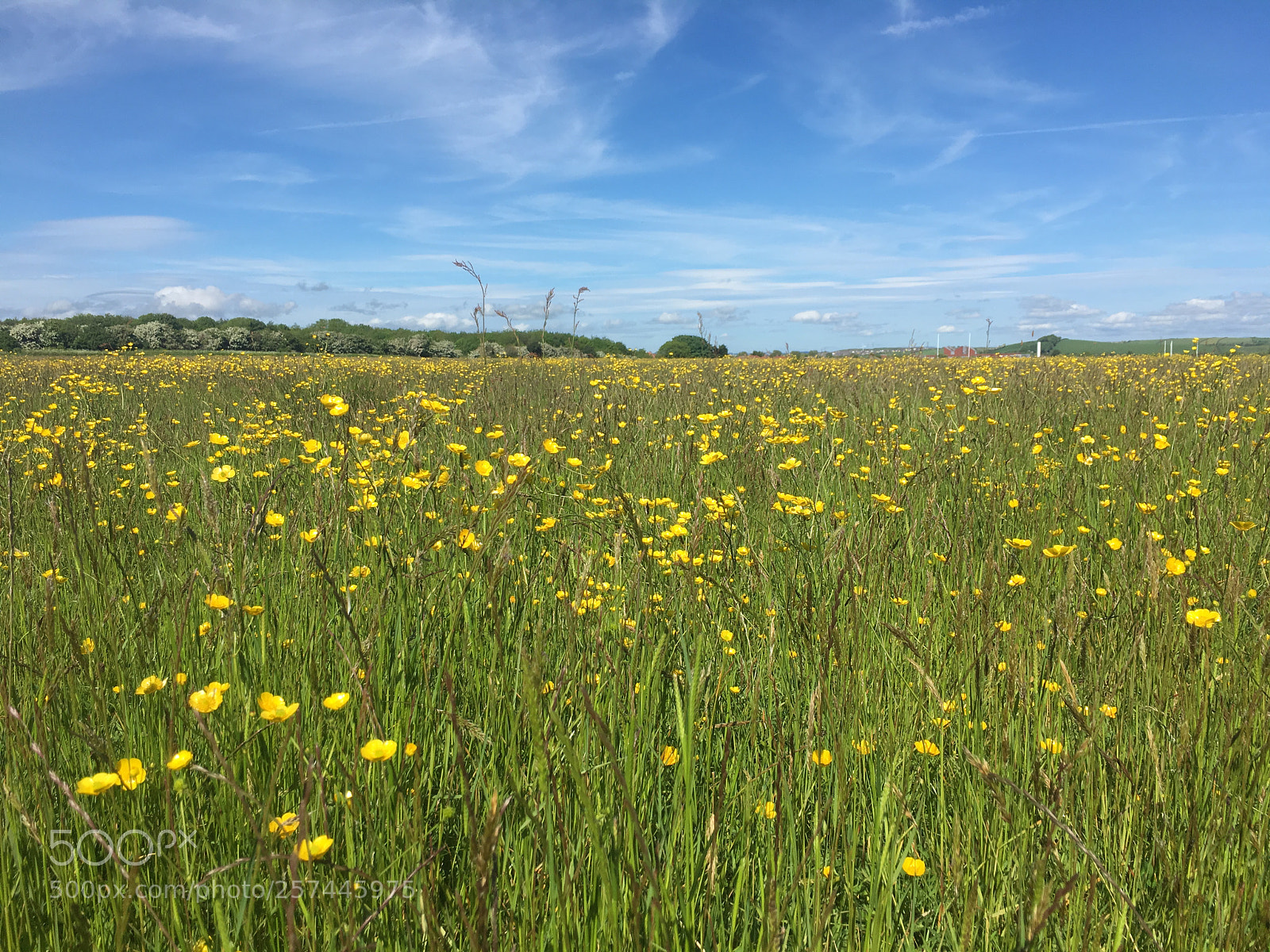 Apple iPhone 6s sample photo. Buttercup meadows photography