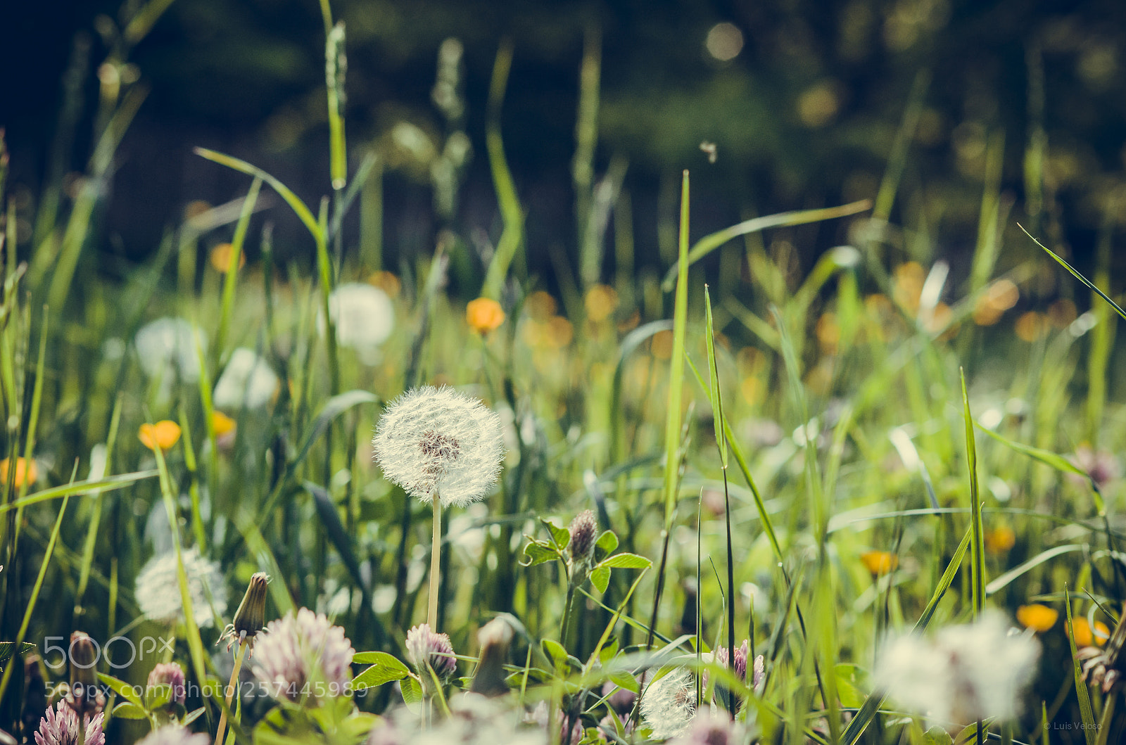 Pentax K-30 sample photo. Spring at the royal photography