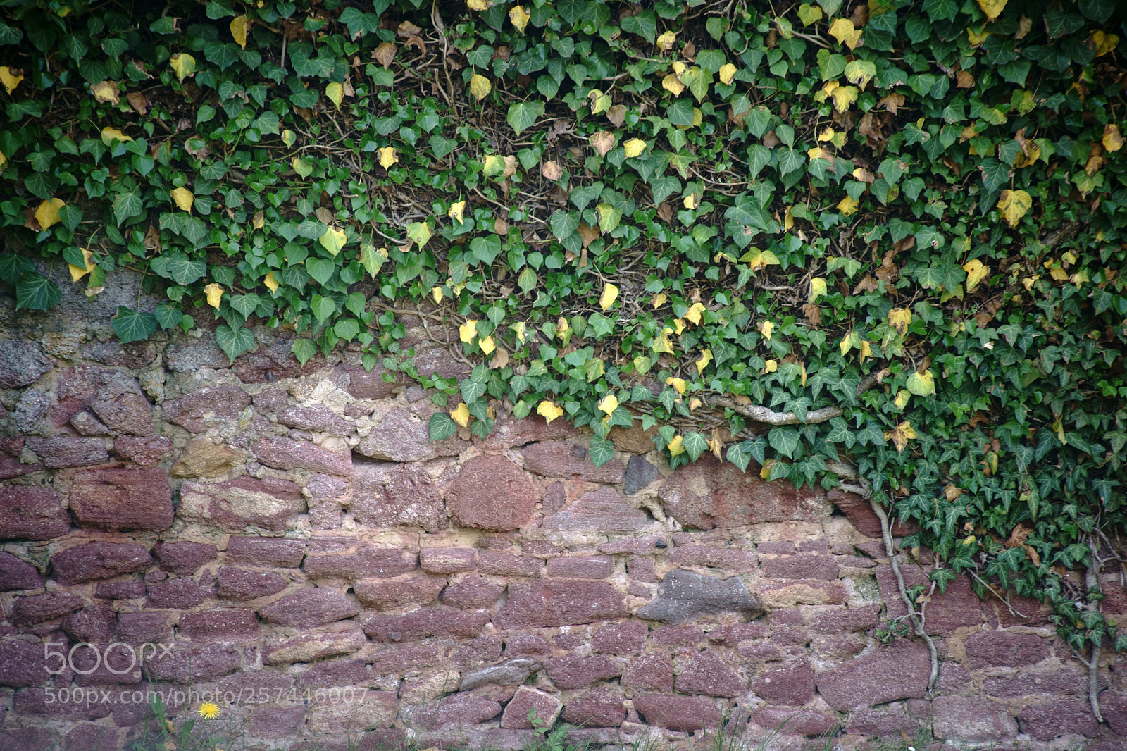 Sony a7 II sample photo. Rustic wall with climbing photography